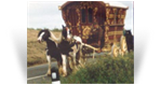 The Old Paddy Horse
